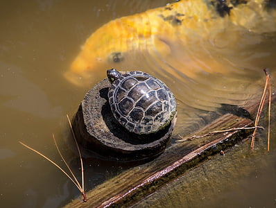 photo of black turtle on brown wood surrounded by water