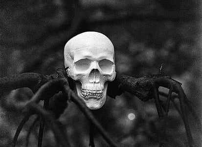 selective focus photography of human skull on twig