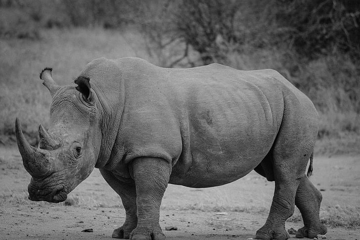 grayscale photography of rhino
