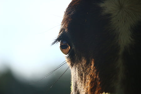 horse's brown eyes