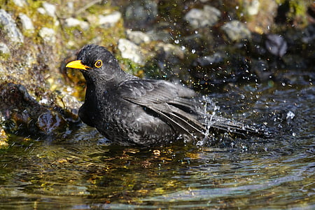 black bird on body of water
