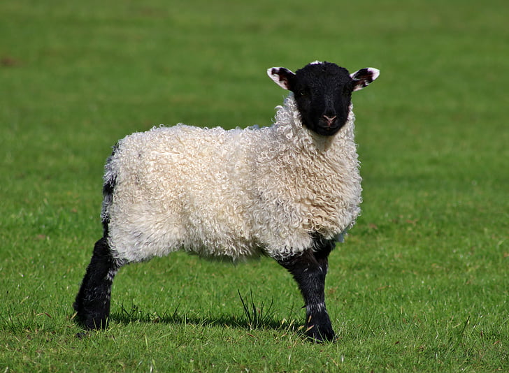 black and white sheep on grass at daytime