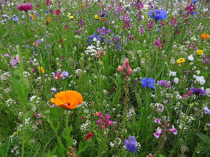 field of assorted-color flowers