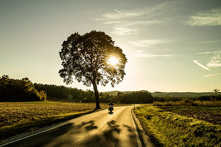 silhouette photo of tree near highway