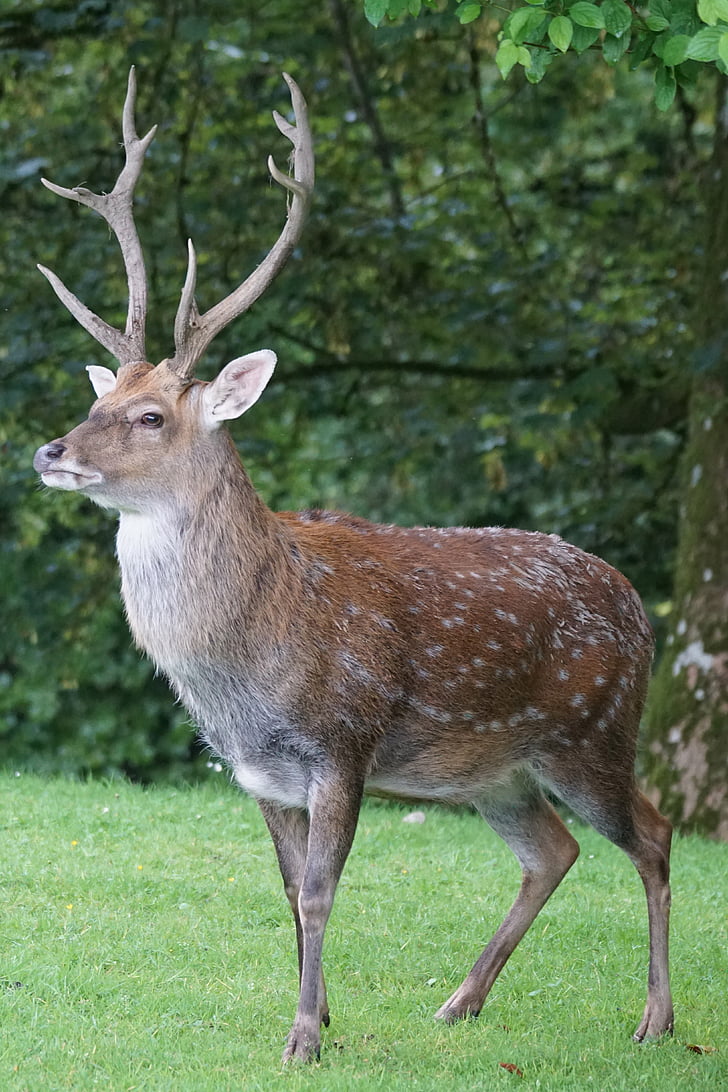 photo of brown deer standing on green grass