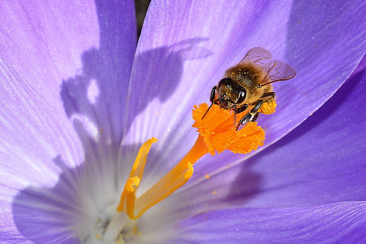 bumble bee on orange flower bud