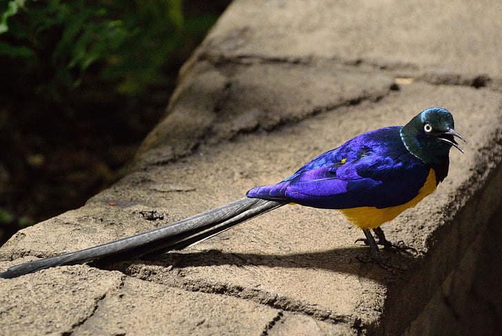 purple and yellow bird with long tail