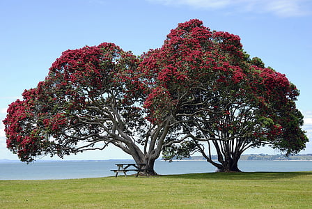 tree with red and green leaves on the shore during daytime