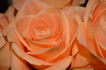 closeup photo of rose flowers