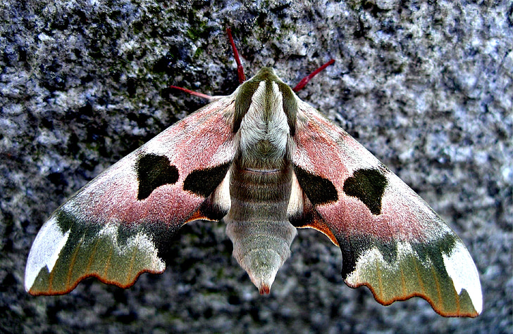 pink and green hawk moth in close-up photography