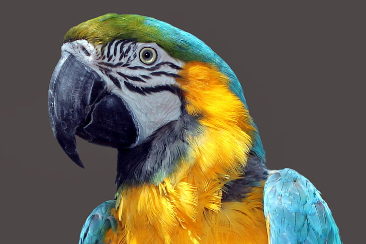 photo of blue and gold macaw