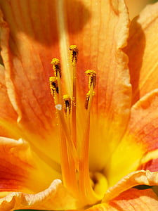 photo of orange flower