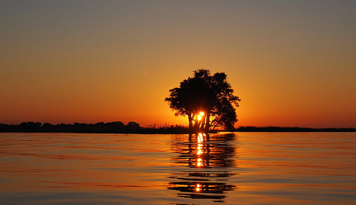 golden hour photography of silhouette of a tree next to body of water
