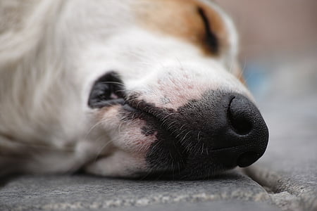 short-coated white and brown dog lying down on stone pavement