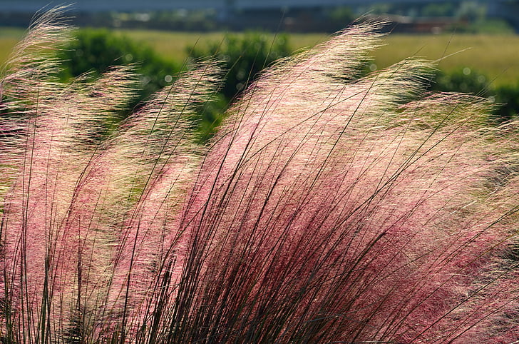 red-and-white fountain grasses
