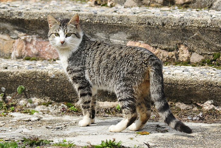 gray tabby cat standing on gray concrete stair during daytime