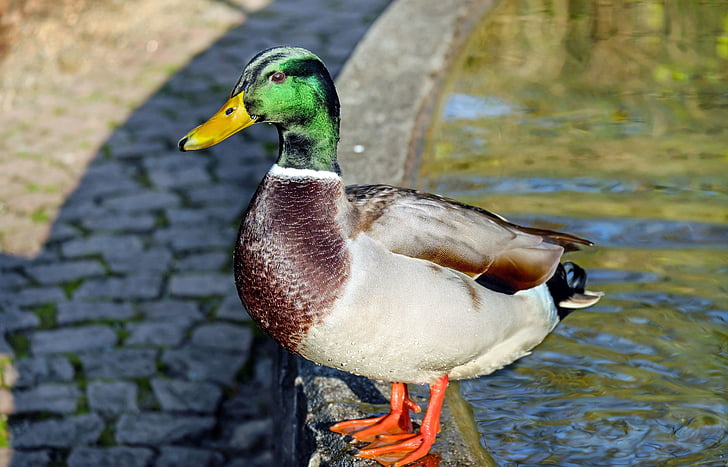 closeup photo of male mallard duck