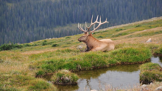 brown moose lying on green grasses