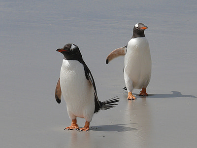 two white penguins