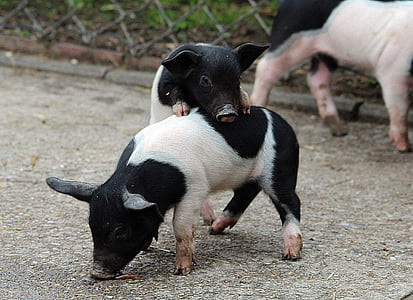 two white-and-black piglets during daytime