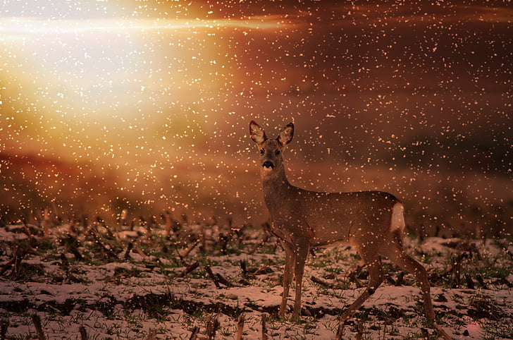 brown deer on snow covered field painting
