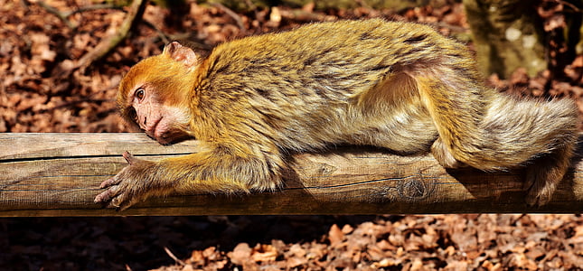 brown and white monkey lying on tree log