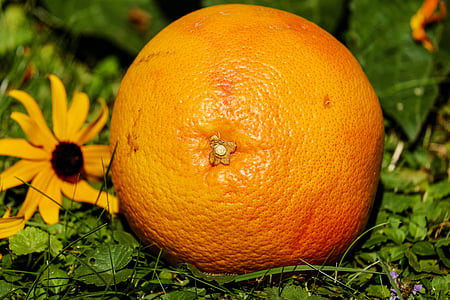 orange fruit beside sunflower