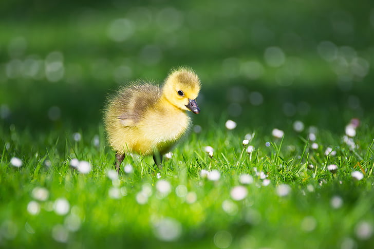 yellow duckling on green and white grass at daytime