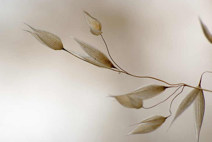 closeup photography of white leaves