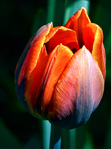 orange and black tulip on macro shot