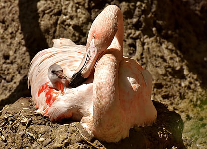 pink flamingo sitting beside chick taken during daytime