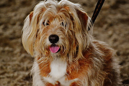 adult tan and white Havanese with black leash showing its tongue