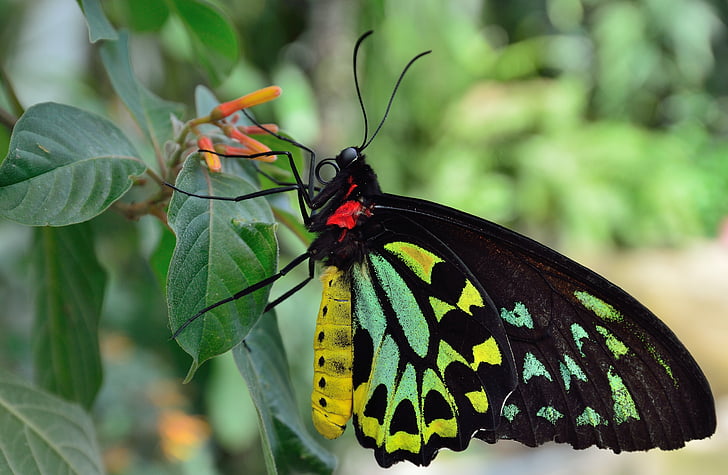 black, green, and yellow butterfly perched on green leaf plant