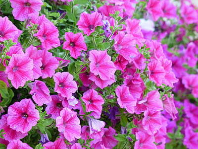 pink petunia flowers
