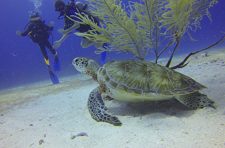 underwater photo of sea turtle near two divers