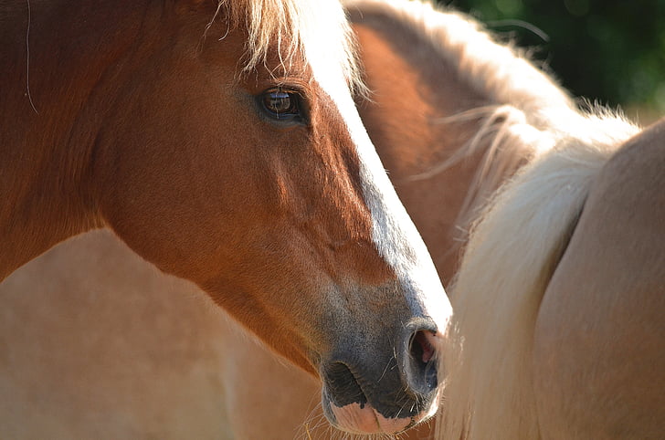 closeup photo of brown horse beside beige horse