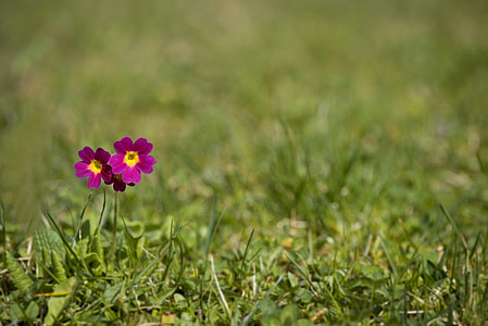 two purple-and-yellow flowers