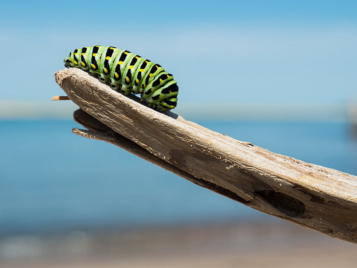 green caterpillar on wood
