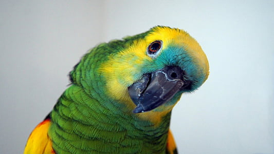 shallow focus photography of green and yellow parrot