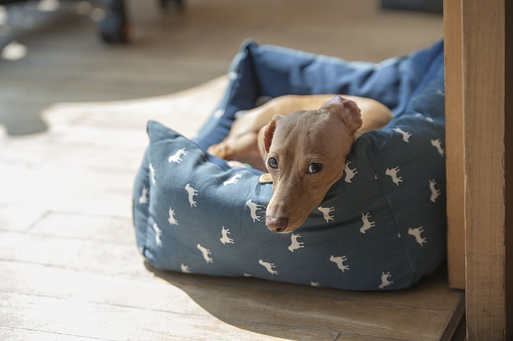 tan dachshund in the pet bed