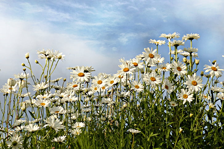 daisy meadow under cloudy blue sky during daytime