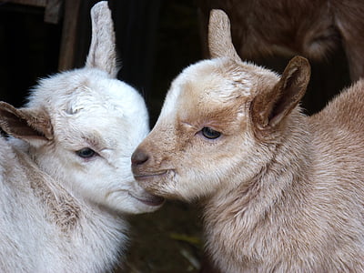 brown and white goats