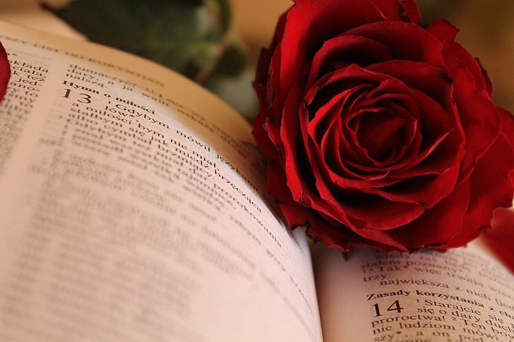 red rose on opened book
