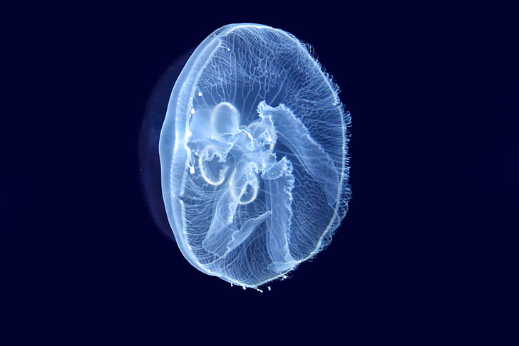 blue jellyfish digital wallpaper