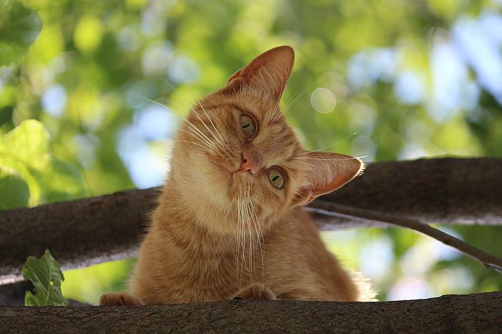 orange tabby cat on tree trunk