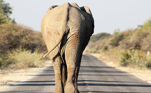 tilt shift lens photography of elephant walking on the road