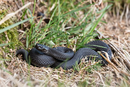 black snake on grass