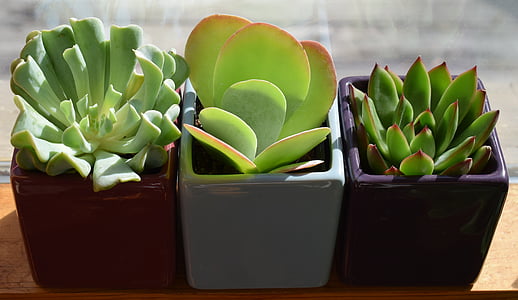 three assorted-color ceramic potted green succulents