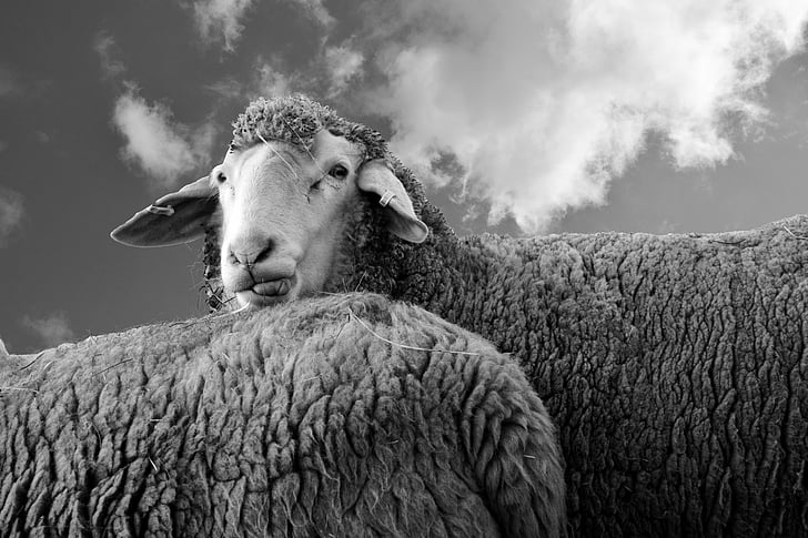grayscale photo of sheep