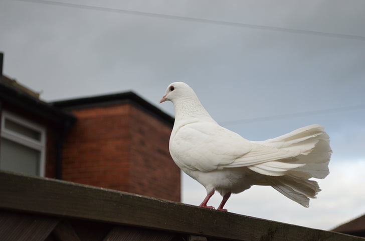 white dove perched on brown wooden surface